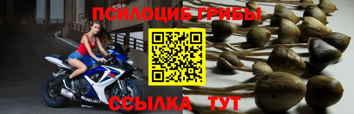 Пугачёв  Псилоцибиновые грибы мицелий  Вход с VPN  купить наркоту  Псилоцибиновые грибы GOLDEN TEACHER 